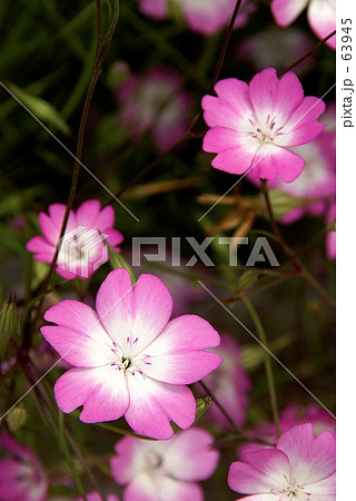 ビスカリア 花の写真素材