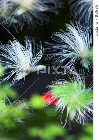 さがり花 画像 さわふじの写真素材