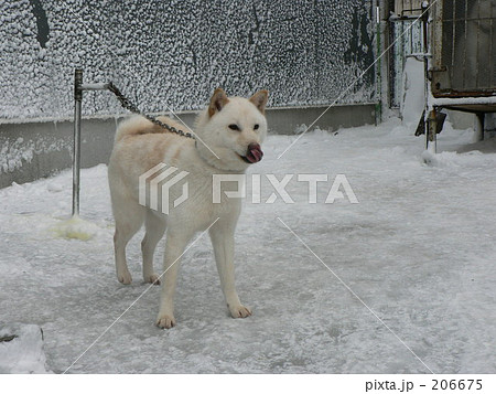 白色 犬 北海道犬 ソフトバンクの写真素材