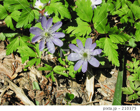 きくざきいちりんそうの写真素材