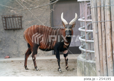 森の貴公子 動物園の動物の写真素材