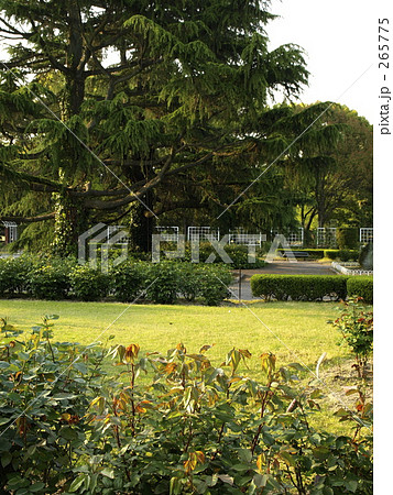 ひかり 懐かしい 植物園 背景の写真素材