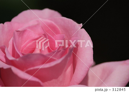 気品 花言葉 リアル ピンクの薔薇の写真素材 気品 花言葉 リアル ピンクの薔薇の写真素材