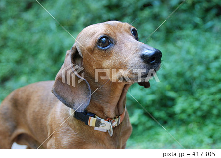 茶色の犬の写真素材
