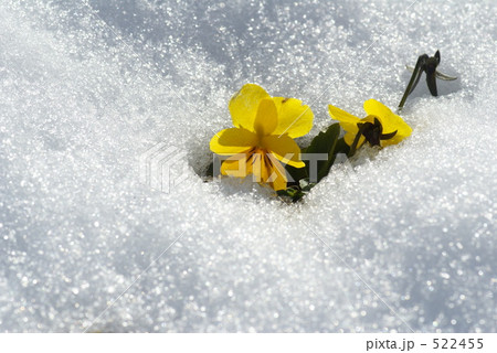 パンジー 黄色 冬 雪の写真素材