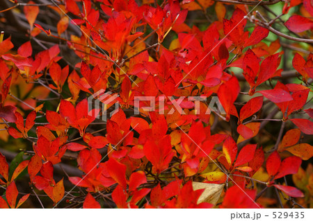 紅葉 ツツジ 赤い葉 つつじの写真素材