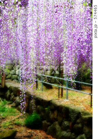 佐世保藤山神社の藤の花の写真素材