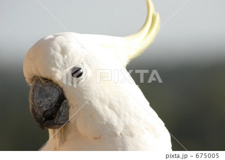 コカトゥー キバタン 野鳥 鳥の写真素材