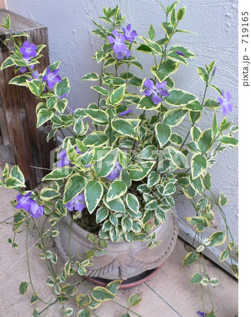 観葉植物 ツルニチニチソウ 花 紫色の写真素材