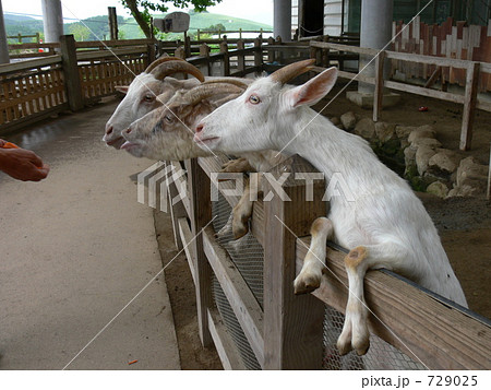 ヤギ 阿蘇ファームランドの写真素材
