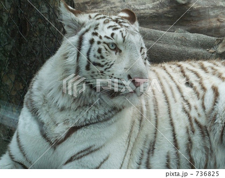 Whitetiger 座る 虎の写真素材