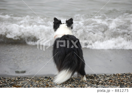 ボーダーコリー 犬 後姿 浜辺の写真素材