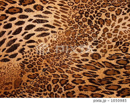 豹柄の写真素材