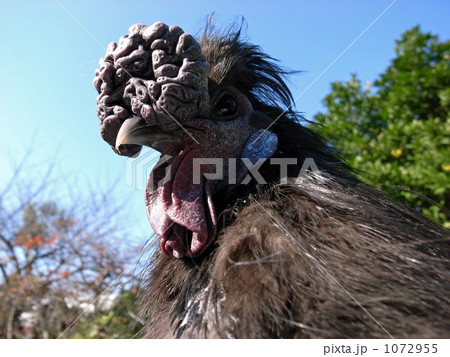 黒烏骨鶏の写真素材 - PIXTA