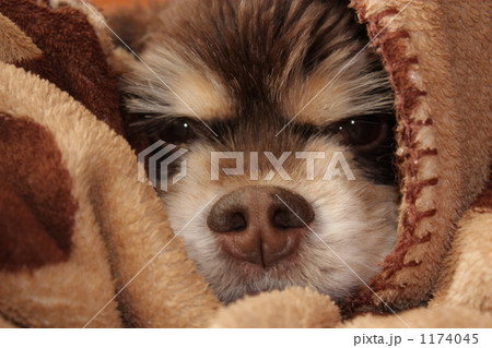 眉毛犬の写真素材