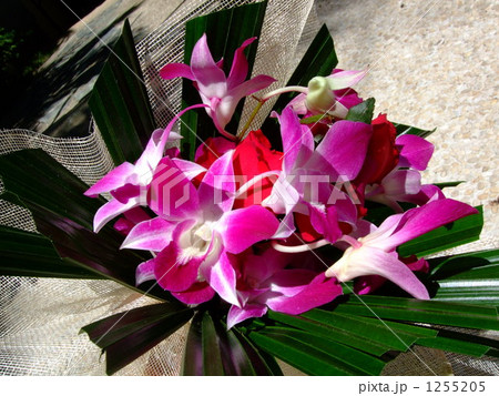 花束 蘭 花 フィリピンの写真素材