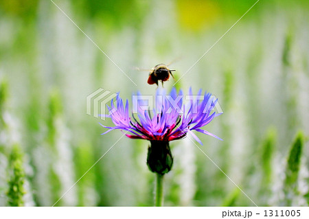 ホバリング 虫の写真素材