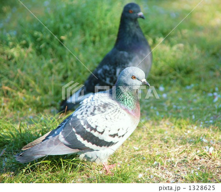 ホットセール 鳩 灰色の写真素材 - PIXTA キーホルダー