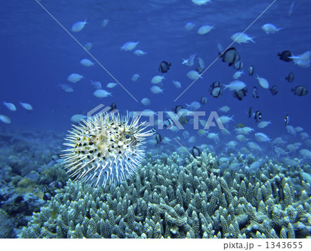 枝珊瑚の写真素材 - PIXTA
