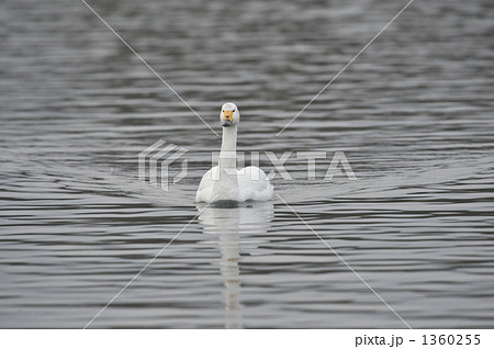 コハクチョウ 正面 安曇野 白鳥湖の写真素材