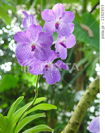 花 バンダ 植物 蘭の写真素材