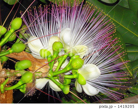 バリントニア 花の写真素材