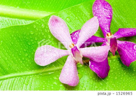 カリプソ 花 モカラ 南国の写真素材