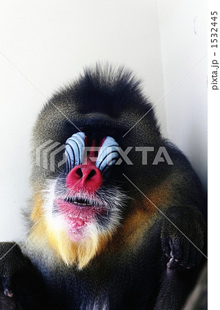 マントヒヒ 陸の哺乳類 動物の写真素材