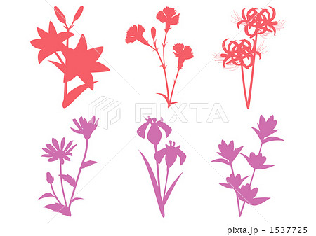 彼岸花 花 シルエット 植物の写真素材