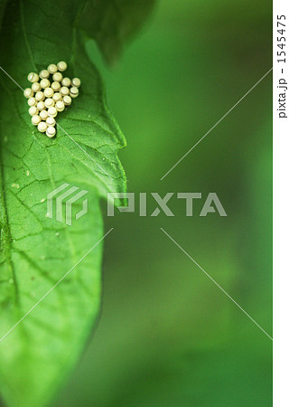 虫 葉 卵 茶色の写真素材