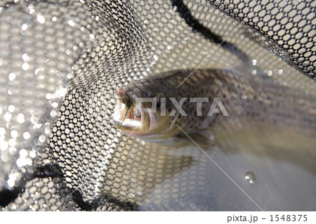 ランディングネット 渓流釣りの写真素材 - PIXTA