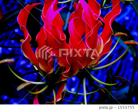 グロリアサ 火の花 炎の花の写真素材