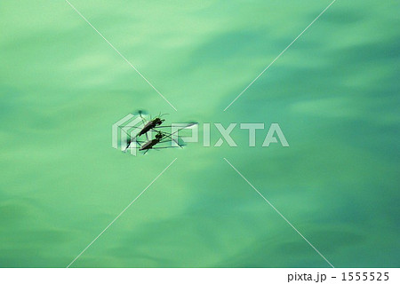 アメンボウの写真素材