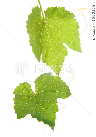ぶどうの葉の写真素材