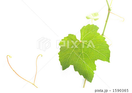 ぶどうの葉の写真素材 Pixta