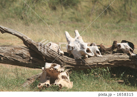 動物 骨 アフリカ ケニアの写真素材
