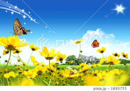 花畑 青空 蝶 タンポポの写真素材