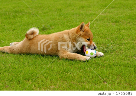 柴犬 子犬 ボール遊び 犬の写真素材