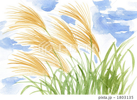 ススキ 植物 草葉 イラストのイラスト素材 Pixta