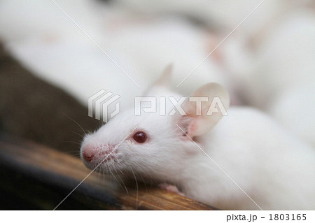 ハツカネズミ 二十日鼠 はつかねずみ 鼠の写真素材