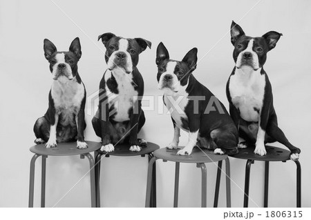 犬 ボストンテリア モノクロ 白黒の写真素材