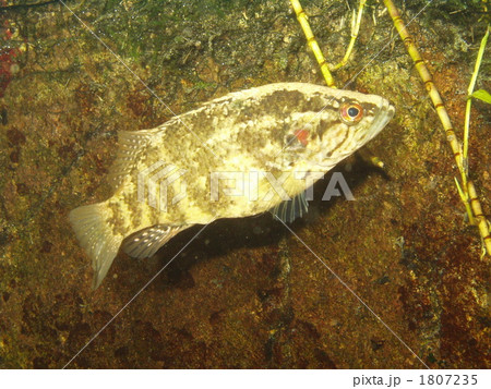 淡水魚 オヤニラミ 魚類 スズキ科の写真素材