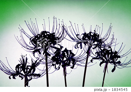 彼岸花 花 シルエット 植物 満開の写真素材