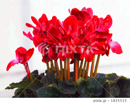 ぶたのまんじゅうの写真素材