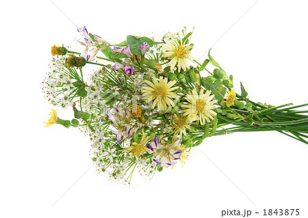 花 韮の花 植物 切り抜きの写真素材