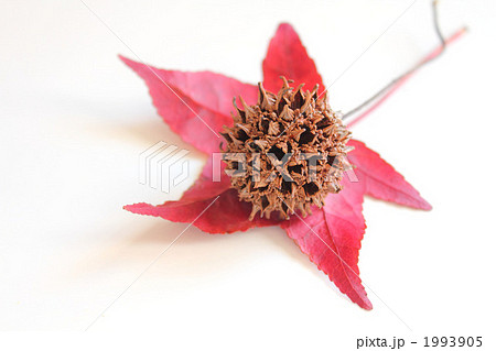 ポプラコーン 木の実の写真素材