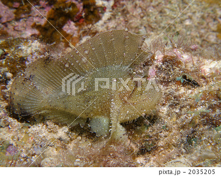 危険な魚 海水魚 毒のある魚の写真素材