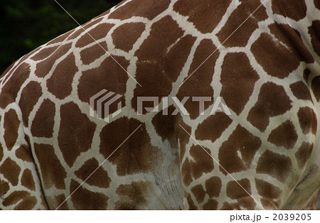 首が長い 動物 身体の写真素材
