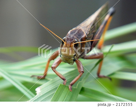 トノサマバッタ 正面 昆虫の写真素材
