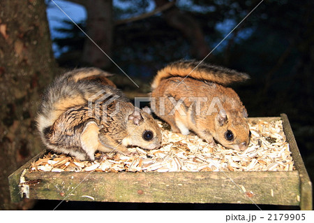 モモンガ ヤマネ ムササビ 餌台の写真素材